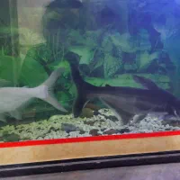 ماهی پنگوسی|ماهی|زابل, |دیوار