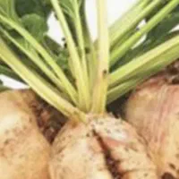 چغندر و تفاله