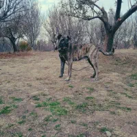 واگذاری سگ سرابی