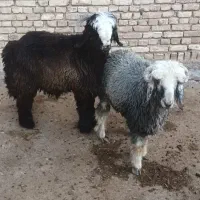 بره داشتی جنس دار