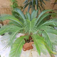 گل سیکاس همراه دوتا پاجوش|گل و گیاه طبیعی|رشت, معلم|دیوار