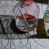 دو عدد قفس|لوازم جانبی حیوانات|قزوین, |دیوار