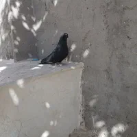 کبوتر باخت رفته