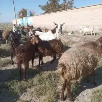 نربز جوان|حیوانات مزرعه|سبزوار, قصبه شرقی|دیوار