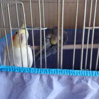 جفت عروس هلندی