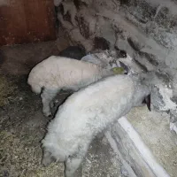 گوسفندوبره