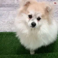 سگ پامر خوشگل .