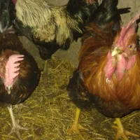 طیورمحلی. بهداشتی|حیوانات مزرعه|خرمدره, |دیوار