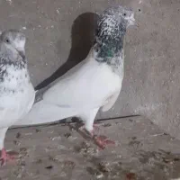 یک جفت کبوتر گلدن