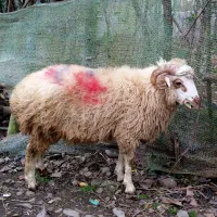 گوسفند نر درشت چاق چله وزن  ۴۰‌ کیلو