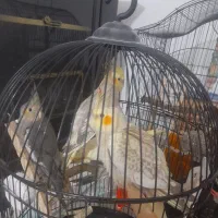 فروش چندتا عروس هلندی نر وماده سرحال