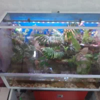 پالاداریوم (اکواریوم)|گل و گیاه طبیعی|یزد, |دیوار