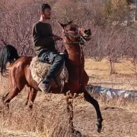 دو عدد اسب نریان و مادیان