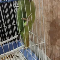 طوطی ملنگو ماده|پرنده|سنندج, |دیوار