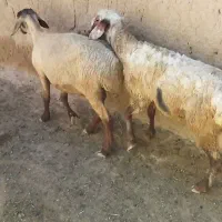 میش یا ترجیحا شیشک