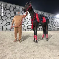 اسب ورزشی|اسب و تجهیزات اسب‌سواری|باقرشهر, |دیوار