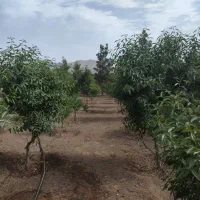 باغبانی ودرختکاری هرس نگهداری باغ|خدمات باغبانی و درختکاری|نجفآباد, ویلاشهر|دیوار