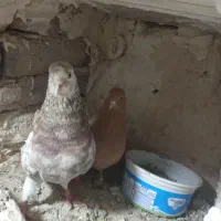 یک جفت ماده زرد نرش سرول دم سفید