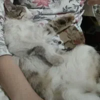 گربه تربیت شده شش ماهه