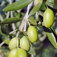 عرضه نهال زیتون خوشه ای درشت دیرگل|خدمات باغبانی و درختکاری|اقبالیه, |دیوار