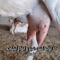 شیر و لبنیات خالص بز سانن درب دامداری
