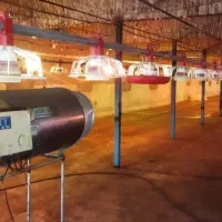 فروش یک واحد مرغداری گوشتی( فقط فروش)|فروش دفتر صنعتی، کشاورزی، تجاری|سبزوار, قصبه غربی|دیوار