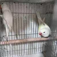 گرینچیک سرلاکی ملنگو رنگی شاه طوطی خورشیدی راهب|پرنده|شیراز, شهرک گلها|دیوار