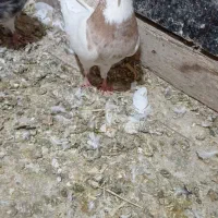 کبوتر طوق|پرنده|سیسخت, |دیوار