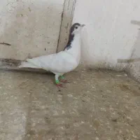 کبوتر|پرنده|نیشابور, فضل|دیوار