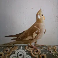 عروس هلندی