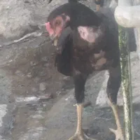 دو تا جوجه خروس اصلا وسالم وچابهاری|حیوانات مزرعه|میناب, |دیوار