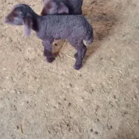 بره نر|حیوانات مزرعه|محمدبار, |دیوار