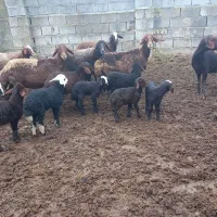 ۶تا گوسفند بره مار|حیوانات مزرعه|آق قلا, |دیوار