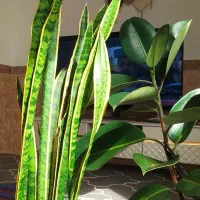 گلدان فیکوس و سانسوریا سالم|گل و گیاه طبیعی|چابهار, |دیوار