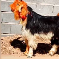 درود فروش این نمونه کهره خریدار|حیوانات مزرعه|شهرکرد, |دیوار