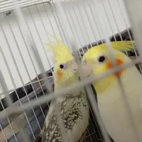 جفت مولد عروس هلندی کارداده سخنگو مولد جوان|پرنده|جلگه رخ, |دیوار