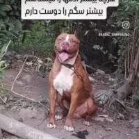 سگ اصیل پیتبول نر وماده