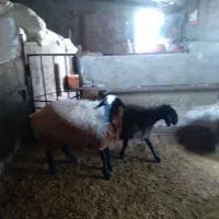 گوسفنده و بره ماده|حیوانات مزرعه|دشتابی, |دیوار