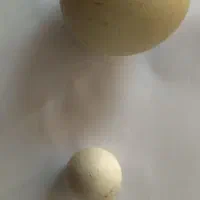 دو عدد سنگ آسیاب