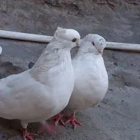 سفیدچشم زرد