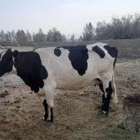 گاو ماده