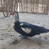 جوجه اردک اسرائیلی نیمچه اردک اسرائیلی ونمیچه غاز|حیوانات مزرعه|آزادشهر, |دیوار