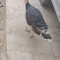 بوقلمون|حیوانات مزرعه|زهک, |دیوار