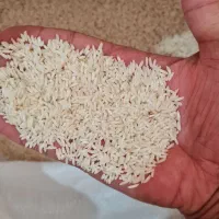 برنج دم سیاه تضمین