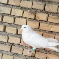 کبوتر