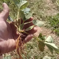 نشاء توت فرنگی در ارقام مختلف|خدمات باغبانی و درختکاری|مریوان, |دیوار