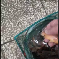 فروش عمده ماهی اسکار ۵نژاد مختلف