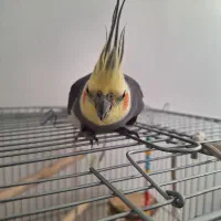 عروس هلندی جفت