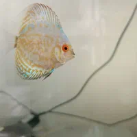 دیسکس 2/5اینچ و 2اینچ|ماهی|زاهدان, |دیوار