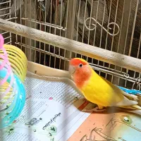 طوطی برزیلی کوتوله ماده مست زرد صورت هلویی خوشرنگ